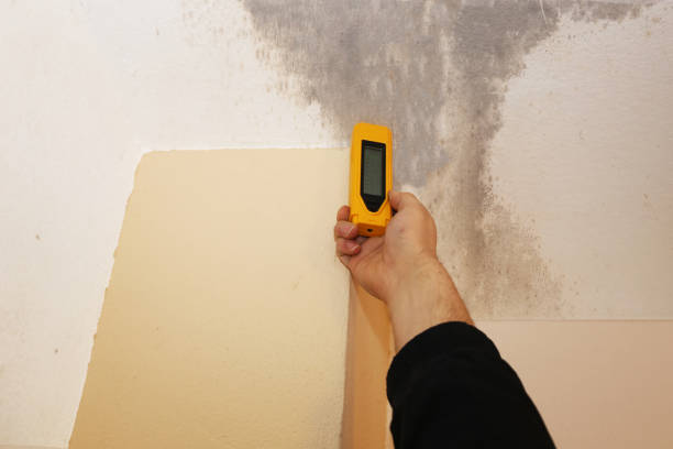 Best Mold-Related Health Consultation  in Pinellas Park, FL