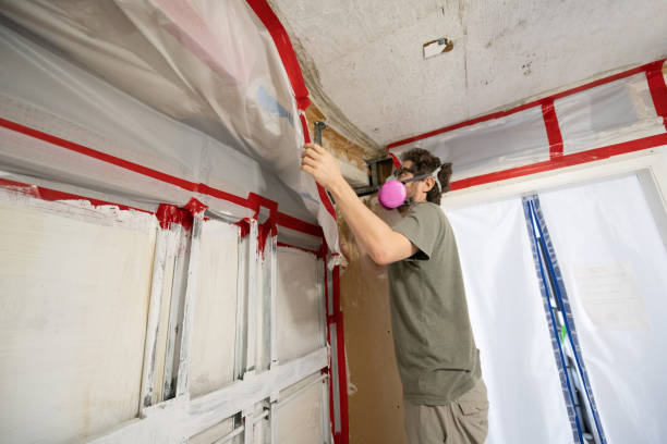 Best Mold Damage Restoration  in Pinellas Park, FL