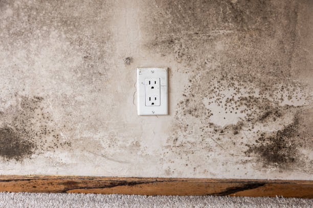 Best Post-Remediation Verification Testing  in Pinellas Park, FL