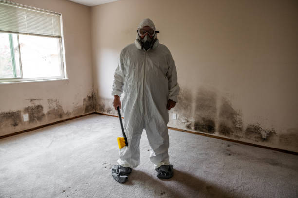 Best Mold Odor Removal Services  in Pinellas Park, FL