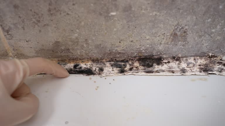 Best Mold Documentation for Insurance Claims  in Pinellas Park, FL